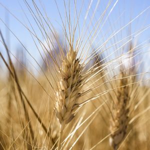 Pšenica a jej žatva
